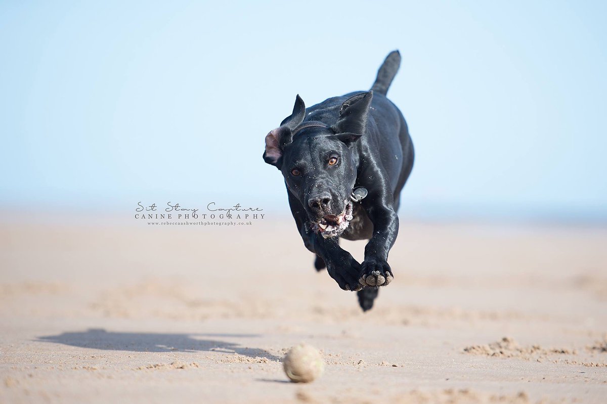 sitstaycapture's tweet photo. #northeastdogphotographer #northeastdogphotography https://t.co/CxJ8o32Cxc