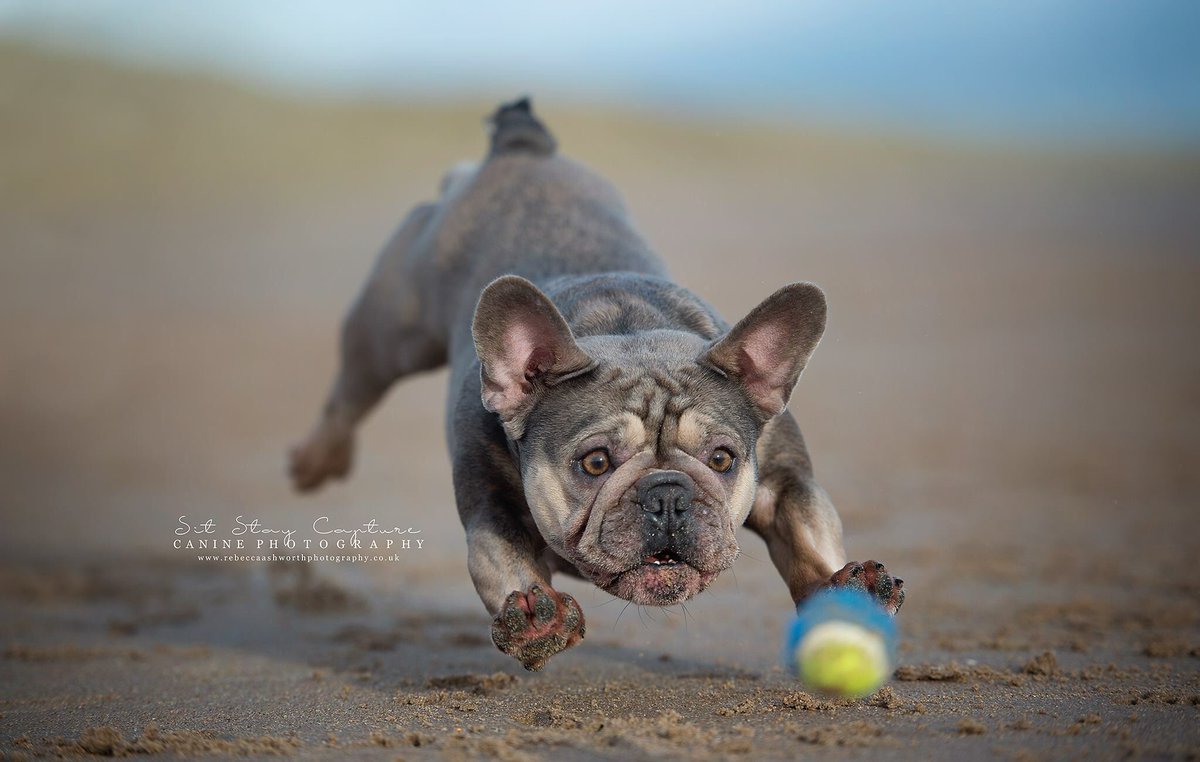 sitstaycapture's tweet photo. #northeastdogphotographer #northeastdogphotography https://t.co/IqOgMCpGJk