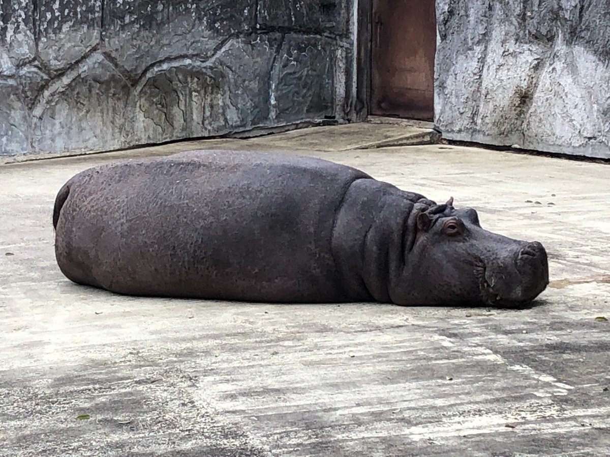 東武動物公園 公式 リュウくん En Twitter カバの形をしたおはぎは 人気は出るだろうか 東武動物公園 カバ