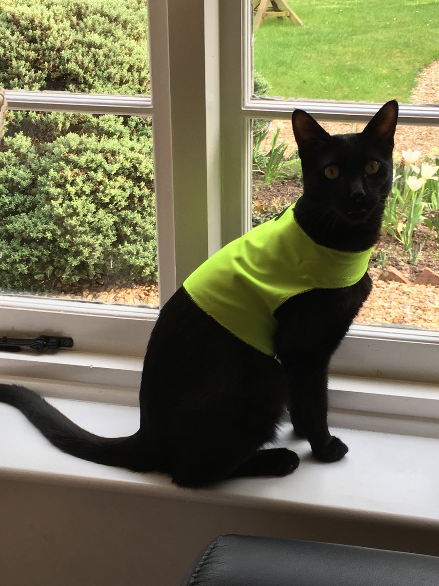 cat hi vis