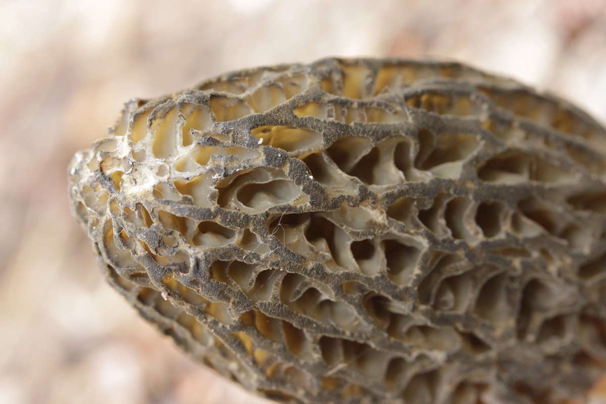 RPilze's tweet photo. Morchella elata agg.
#Morchellaelataagg. #Morchellaelata #Hohemorchel #morchel #morille #morilles #morel #morels #mushroom #mushrooms #fungus #fungi #pilz #pilze #champignons #champignon #nature #natur #gruga #grugapark #essen #ruhrgebiet #ruhrarea https://t.co/XdGZKXW727