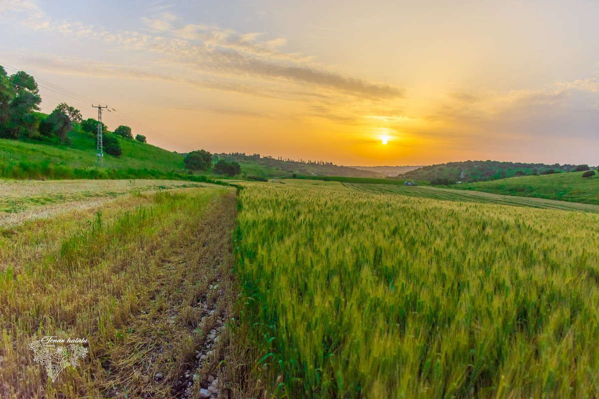 jenan_halabi's tweet photo. #harvest time #Wheat
#Israel #Galed #sunset #beautiful ππ§‘π https://t.co/G25Sv3Yzg5