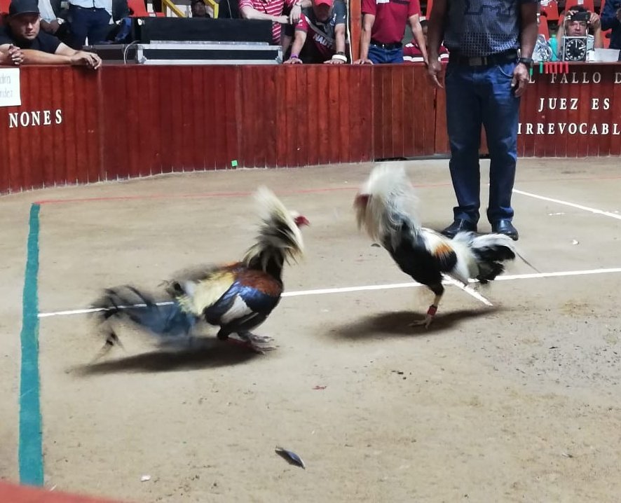 PueblaPalenque's tweet photo. Ya los valientes junto con sus aves de combate en el segundo día de acciones dek #DervyDeGallos de la @FeriaPuebla  y para la variedad al filo de la media noche @Calibre50 https://t.co/TTlhDt0zpb