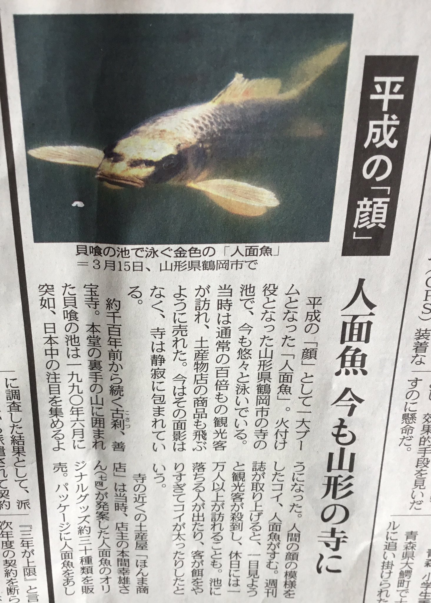 Tarama Taruhei 平成の 顔 人面魚 一大ブームの火付け役 今も山形の寺に 4 13 19 東京新聞夕刊 T Co U0j4jzco47 人面魚 鶴岡市 山形県 1990年のtoday 19年のtoday T Co 3bwylueto1 Twitter