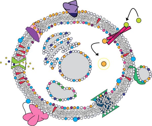 the medieval new ambivalence in an age of