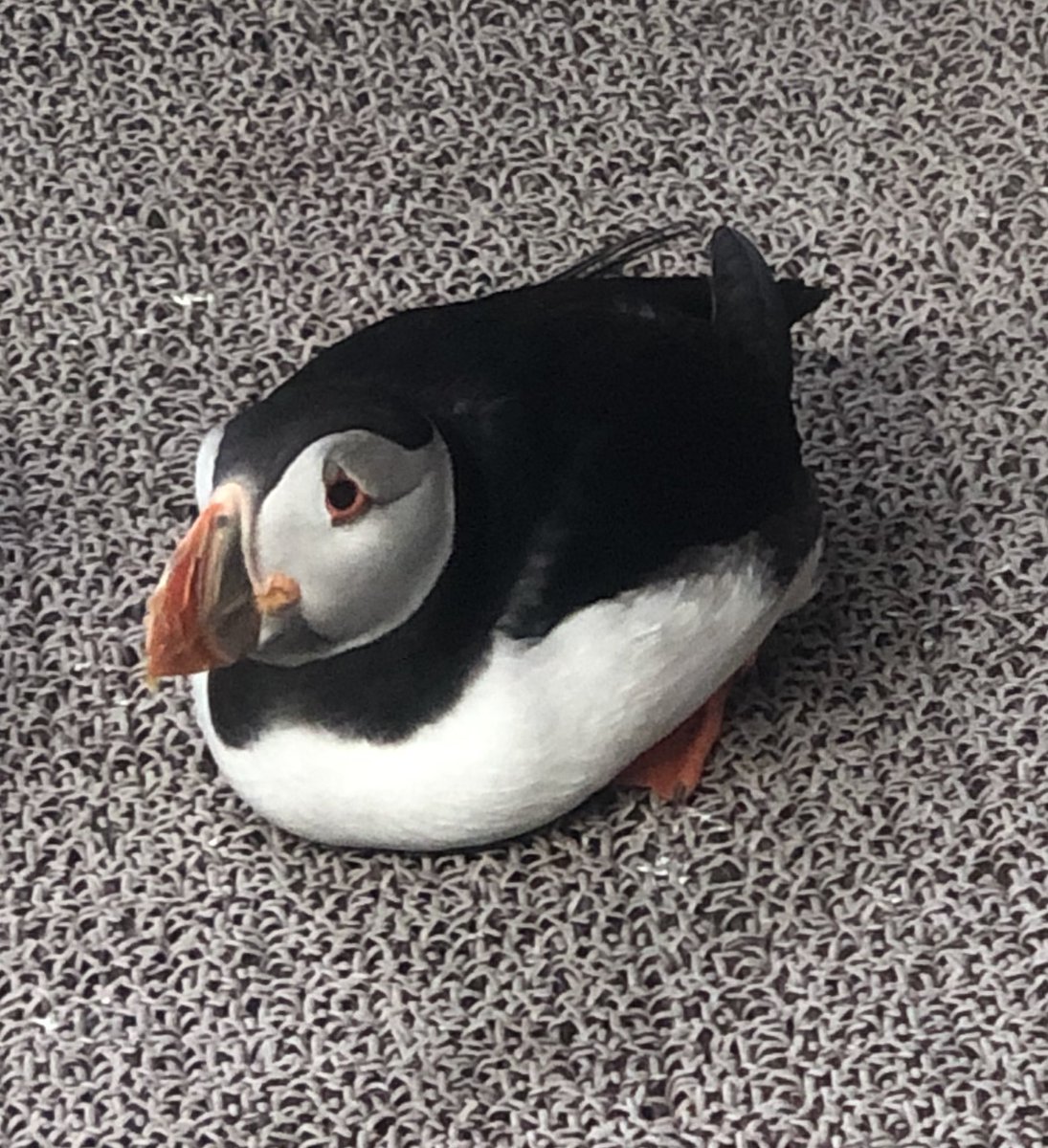 那須どうぶつ王国にいる #パフィン が、ちょっと困った顔してるけど