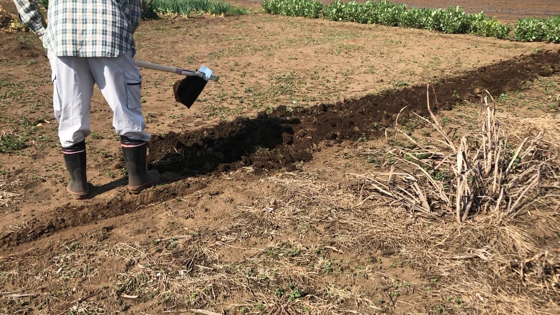 斧と鍬 畑を耕す をyoutubeにアップしました 庭で夏野菜を作った程度の経験しかありません 畑 は初めてですが インターネットの情報を基に耕すところから始めます 広さは 69 約坪 に花や野菜を植えていきます Youtube T Co