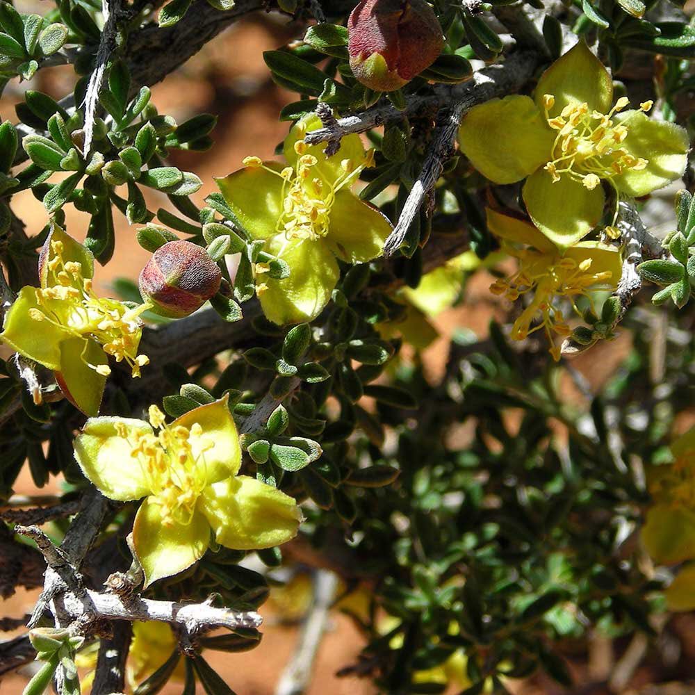 GrandCanyonNPS's tweet photo. #NationalPlantDay ?  Really?  Just about any spring day is a good day to admire #GrandCanyon Wildflowers https://t.co/O3EMi8BgAt https://t.co/5ferdF0Aoi