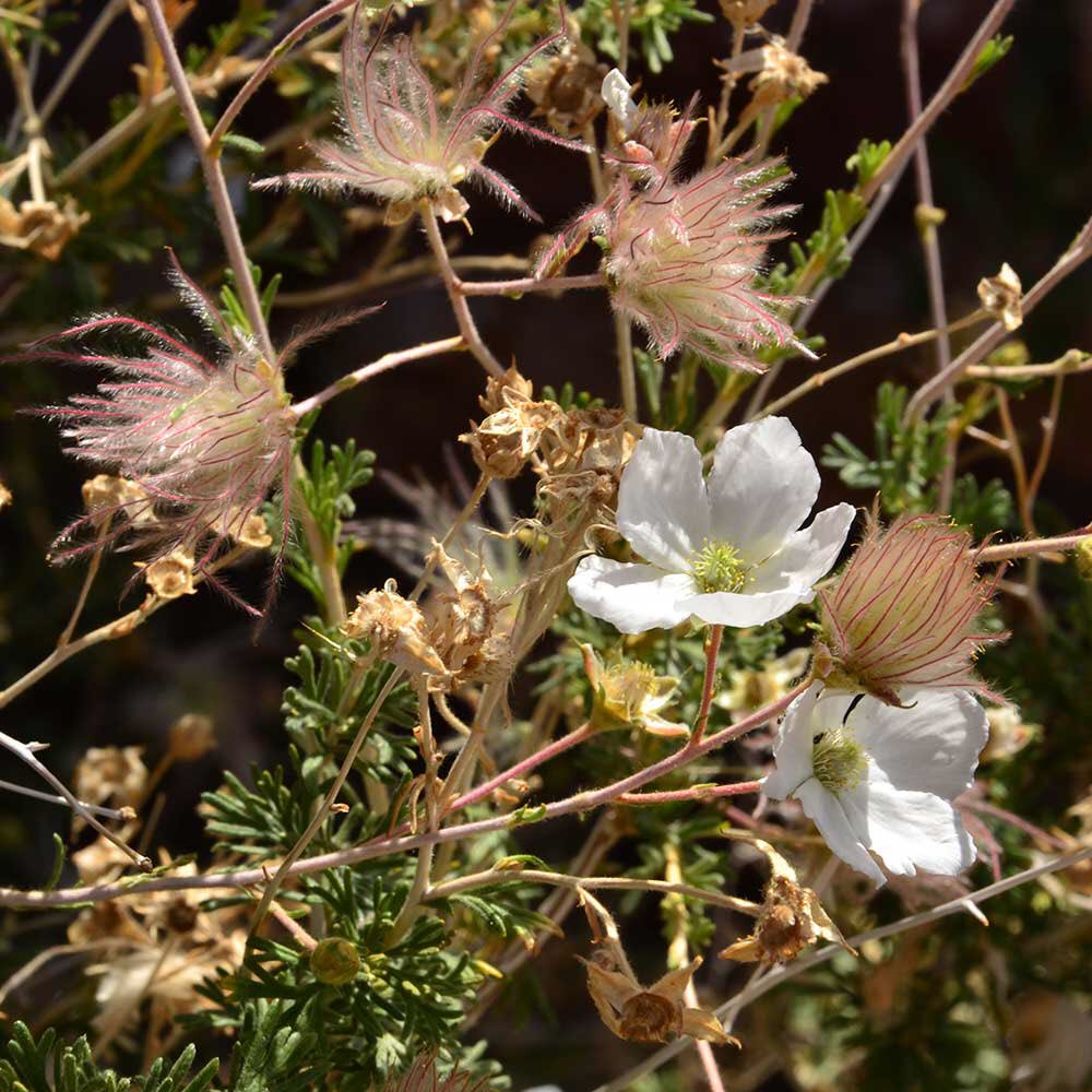 GrandCanyonNPS's tweet photo. #NationalPlantDay ?  Really?  Just about any spring day is a good day to admire #GrandCanyon Wildflowers https://t.co/O3EMi8BgAt https://t.co/5ferdF0Aoi