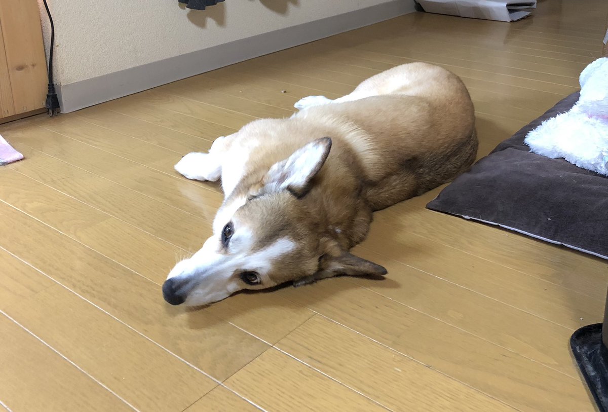 床で寝る犬 床で寝る犬