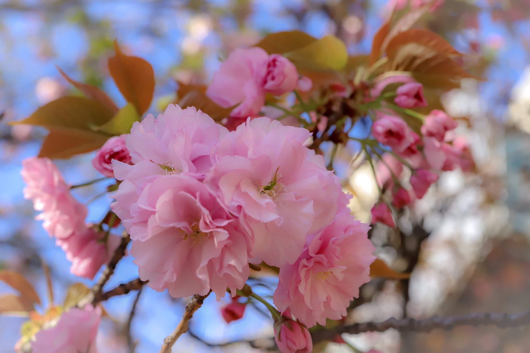関山桜 Twitter Search Twitter
