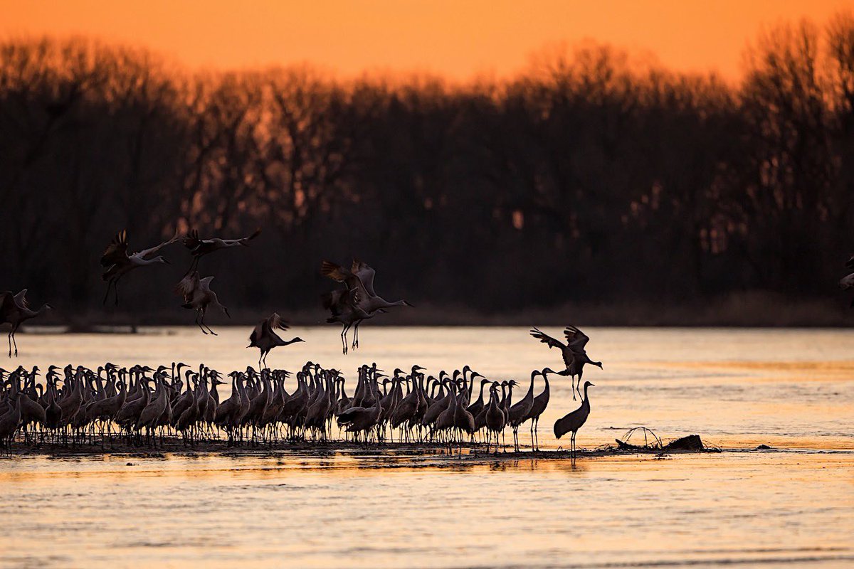 oliveraadrian's tweet photo. Sandhill Crane Migration 
#nerbraska #platteriver #sandhillcrane #migration #sunset #habitat https://t.co/r9Zi9BruZB