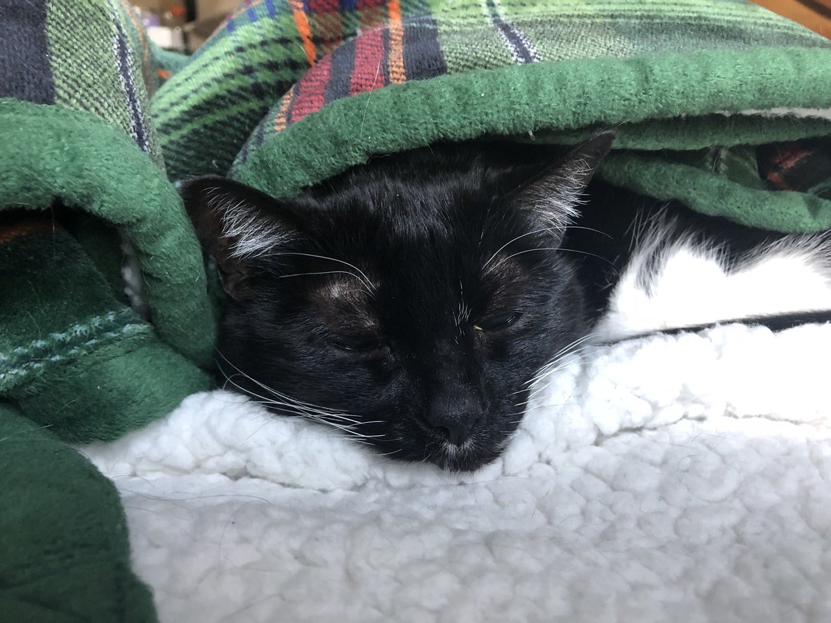PonteufTheCat's tweet photo. #Caturday https://t.co/UMZfrBLWh2