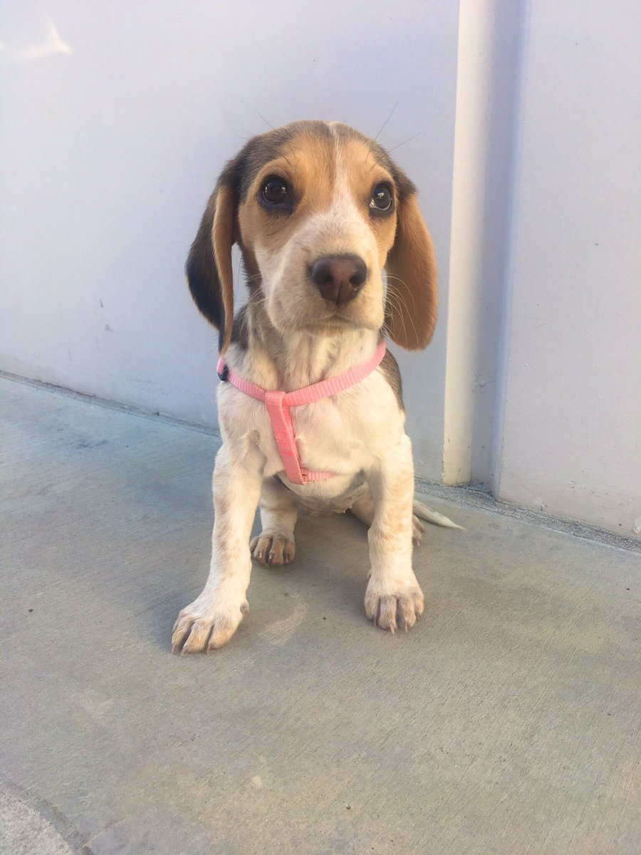 Brunetty98's tweet photo. Baby Beagle🌷#3mos https://t.co/r9zr7PA1AQ