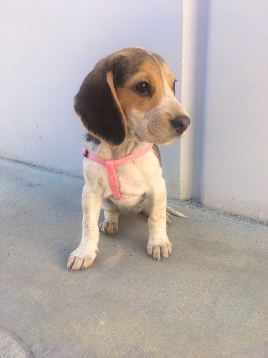 Brunetty98's tweet photo. Baby Beagle🌷#3mos https://t.co/r9zr7PA1AQ