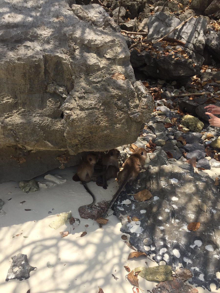 kinator's tweet photo. #monkeyisland #kohphiphi #thaïland https://t.co/jc2FdRLlrD