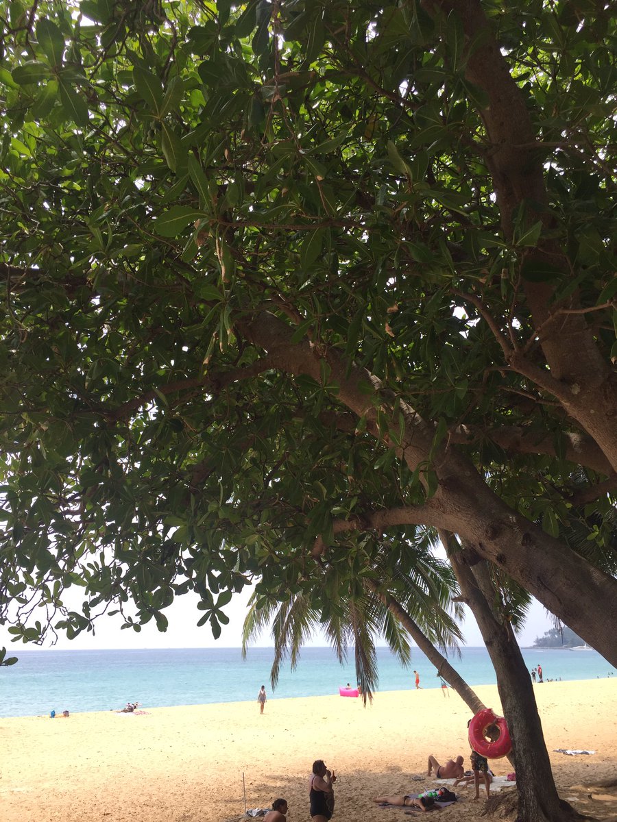 kinator's tweet photo. #kamala #hatsurin #surin #phuket #thaïland https://t.co/Ka27pdKP9V