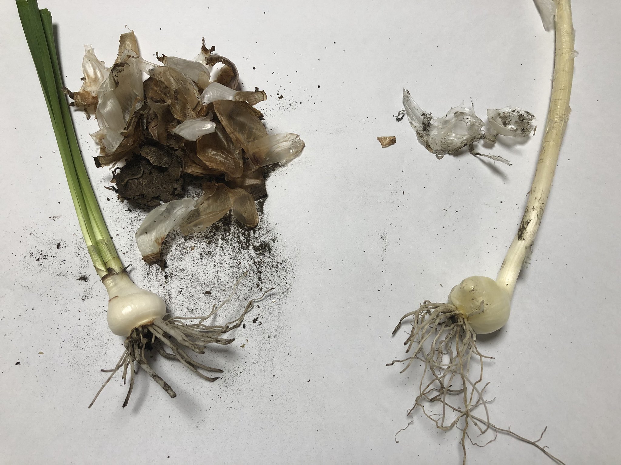 がりを スイセン 毒草 とノビル 食草 の見分け方 1枚目 スイセン 2枚目 ノビル 3枚目の左 スイセン 3枚目の右 ノビル ポイント ノビルは歯を千切るとネギの香りがする スイセンは無臭 スイセンの鱗茎は黒っぽい スイセンは全草が有毒 球根の毒性は