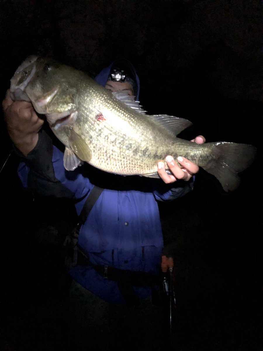 継ノ農園 村上大喜 昨日の琵琶湖の釣果です 50アップ 55アップの二本 プリプリの春らしいお腹 琵琶湖 バス釣り
