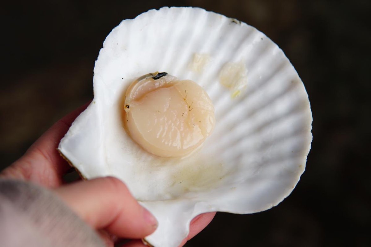 YourLocalGuide2's tweet image. Yesterday we started to create absolutely unique seafood tour from Vladivostok, here is first photos!
#vladivostok #visitprimorye #yourlocalguide #transsiberian