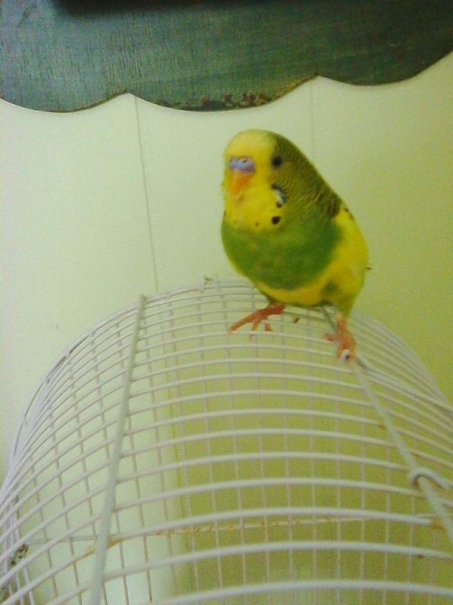 NatureofDinah's tweet photo. @JosephMotiki Hi Joseph, my bird Kiwi is back again... he's not done making people happy. He will not stop until everybody sees his beautiful colors!!! 😂💛💚☀ https://t.co/9pw3EpL9nH