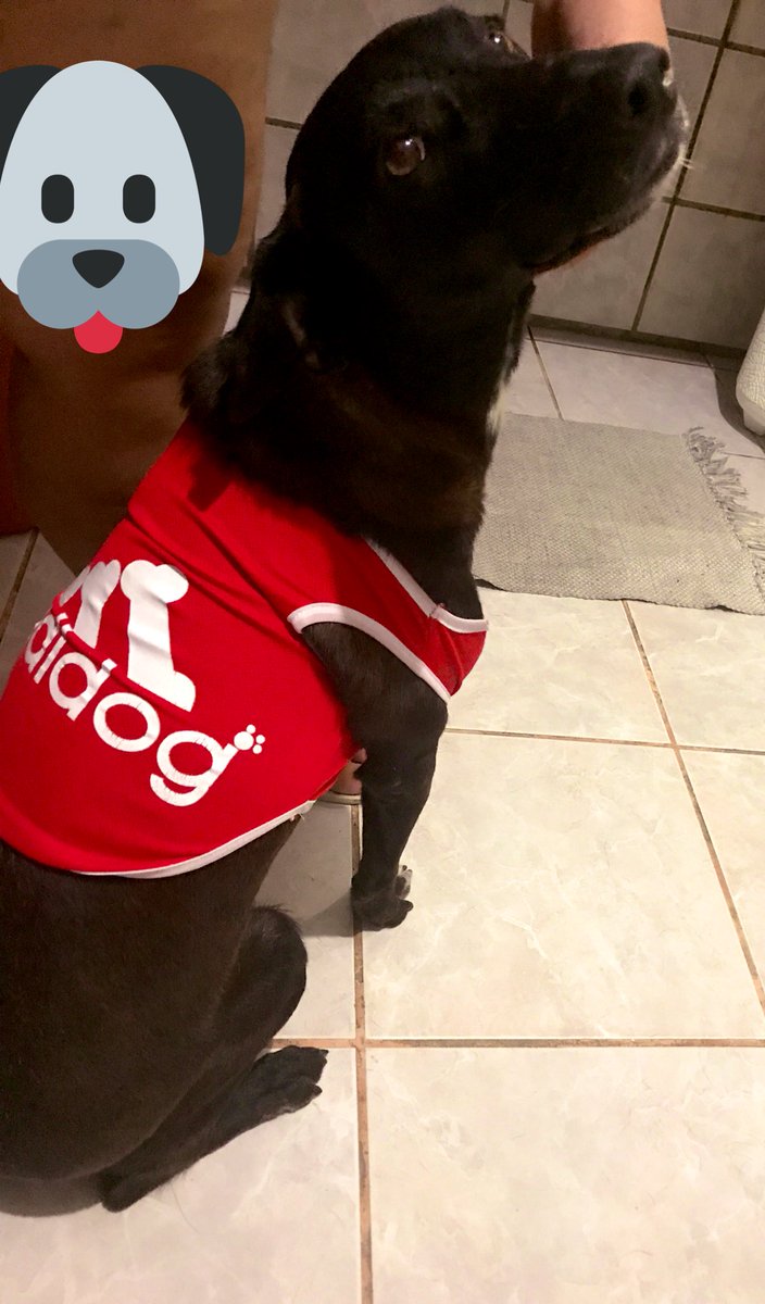 Mãe amei a roupinha nova 🐕 #mydog #nega #cachorro #pandora