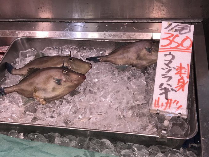 カワハギのtwitterイラスト検索結果 古い順