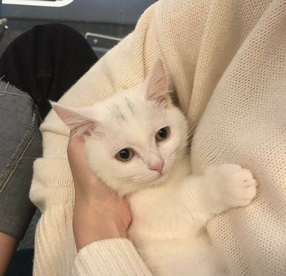 CGdrawing's tweet photo. cat  baby https://t.co/PC0037KroO