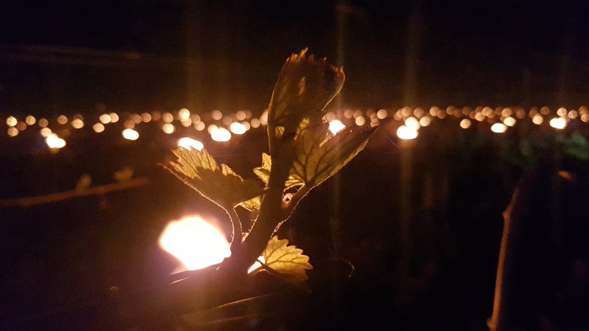 Fin de nuit très agitée pour les #viticulteurs de #Bourgogne. De la célèbre colline de #Corton a l'emblématique  #Closvougeot. Bon courage à tous dans la protection du millésime 2019.