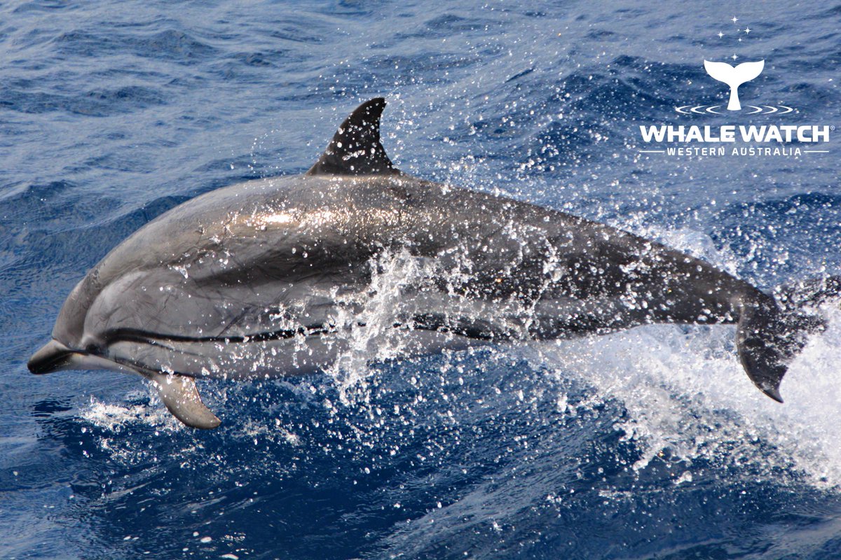 WhaleWatchWA's tweet photo. The Perth Canyon is host to many of the worlds most incredible cetaceans and on our journey today we met the largest toothed predator on the planet... the Sperm Whale along with Stunning Striped Dolphins!🐬➡️ https://t.co/xDbzm9M3x1

#WhaleWatchWesternAustralia #JoinOurPod https://t.co/10npoV7dBF