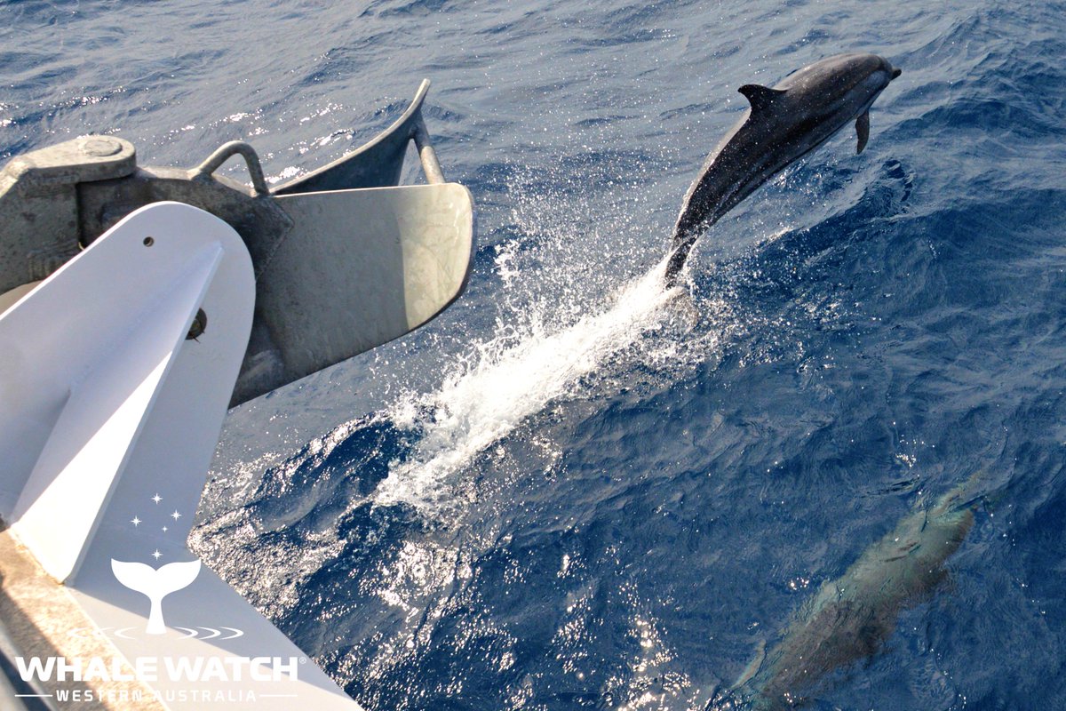 WhaleWatchWA's tweet photo. The Perth Canyon is host to many of the worlds most incredible cetaceans and on our journey today we met the largest toothed predator on the planet... the Sperm Whale along with Stunning Striped Dolphins!🐬➡️ https://t.co/xDbzm9M3x1

#WhaleWatchWesternAustralia #JoinOurPod https://t.co/10npoV7dBF