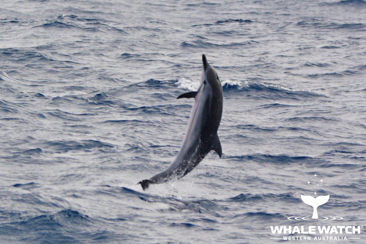 WhaleWatchWA's tweet photo. The Perth Canyon is host to many of the worlds most incredible cetaceans and on our journey today we met the largest toothed predator on the planet... the Sperm Whale along with Stunning Striped Dolphins!🐬➡️ https://t.co/xDbzm9M3x1

#WhaleWatchWesternAustralia #JoinOurPod https://t.co/10npoV7dBF