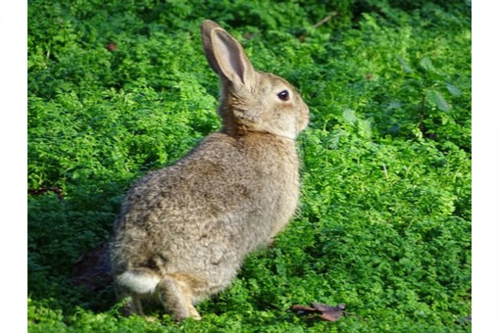 rabbitsandstyle's tweet image. It's never enough     

Love Rabbits? Visit us at: bit.ly/rabbitlovers17/     

#rabbittattoo #rabbittwitter #rabbitcute