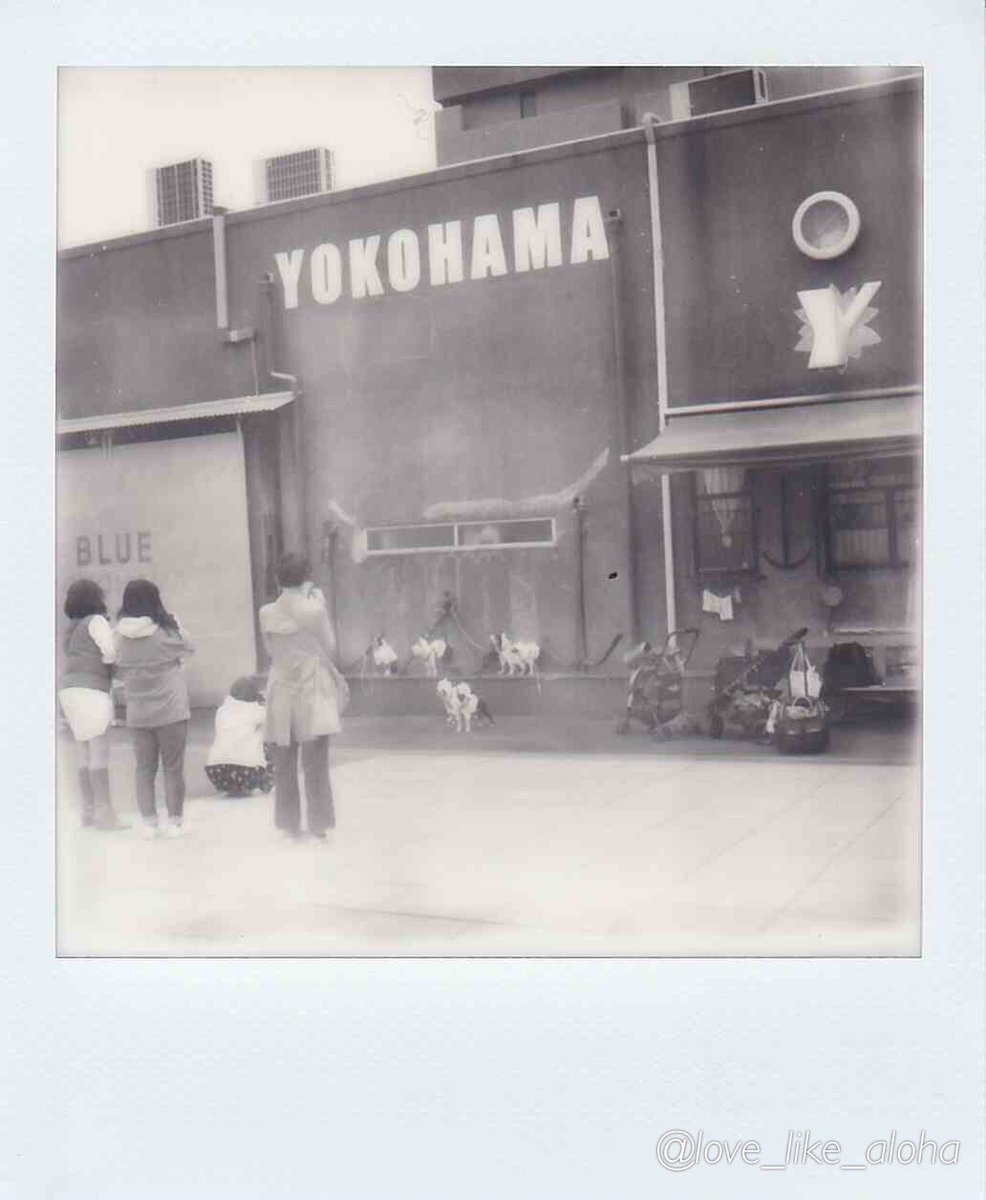 love_like_aloha's tweet image. お写ん歩

Polaroid SX-70

#ファインダー越しの私の世界
#キリトリセカイ
#ポラロイドオリジナルズ
#モノクロ 
#monochrome
#Polaroid_SX_70