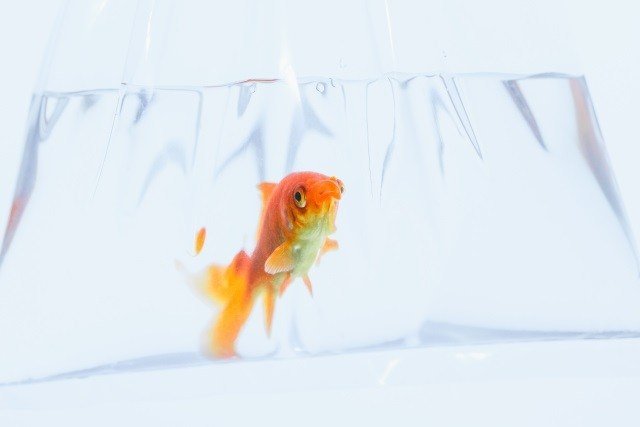 金魚life Life0800 Twitter 金魚life Life0800 Twitter