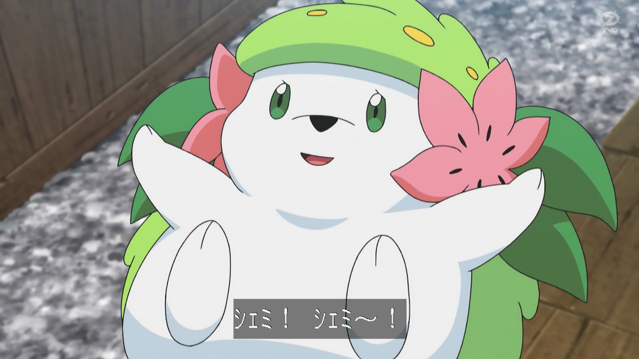 Twitter 上的 Kou Anipoke アニポケ シェイミかわいい かわいい T Co Vtaqywb56r Twitter