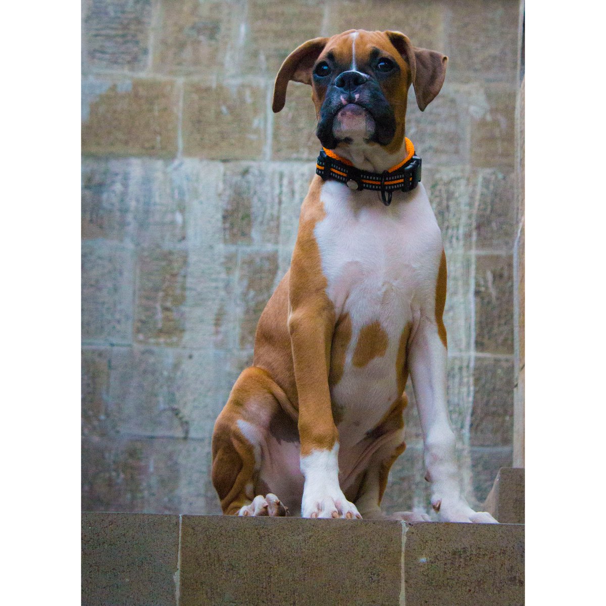 ShadowTheBoxer2 tweet picture