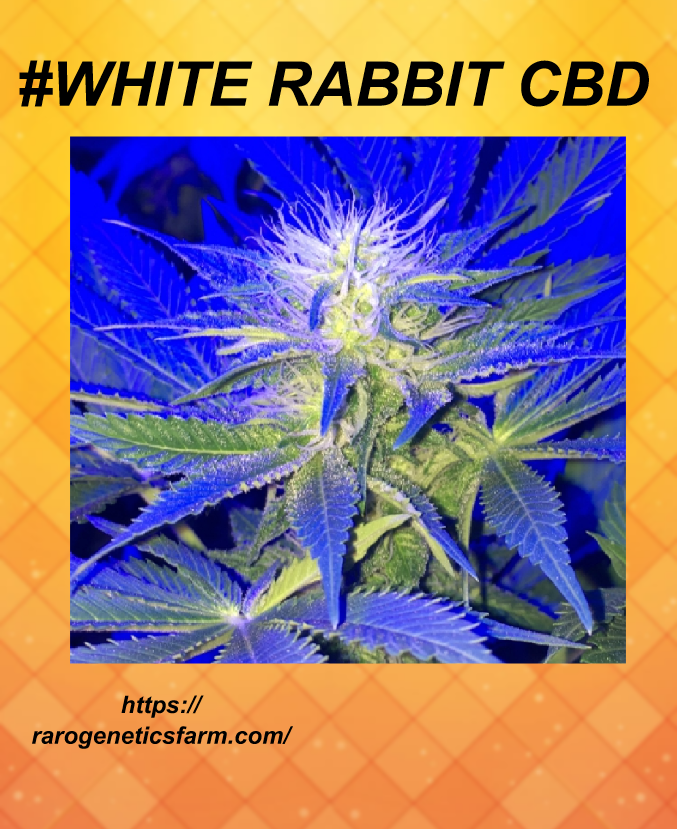 rarofarm's tweet photo. #BuenDía #FelizDomingo 😎 #CannabisMedicinal 👉#WhiteRabbitCbd #Thc 12% #Cbd 12% #Mirceno >1% #Cbg 0.2% #Terpenos destacados por su alta concentración: #Guiaol y β-mirceno #Cannabis #Weed #Medicinal #OneLove 😎🌿 https://t.co/6LX6DpT9mV