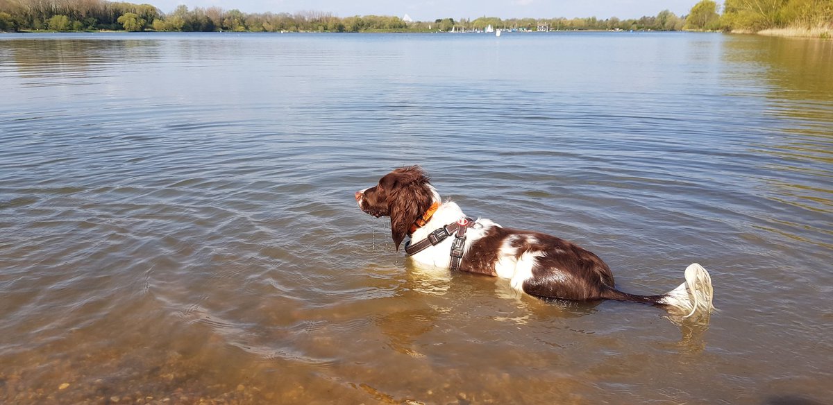 springer_luna's tweet photo. Chilling in the lake this morning. https://t.co/c1IMdK0f4Q