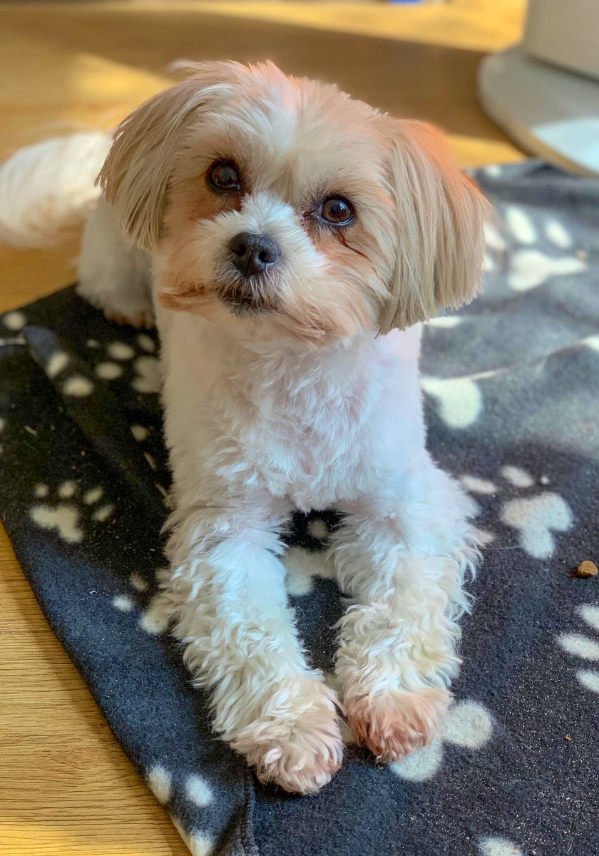 Puhthepuppy's tweet photo. Woof morning paw pals... hope you having lots of woofin fun today? Hooman says today is sports day #ChineseGP #supersunday #SSEWomensFACup #TheMasters #WigvNor #CPLvMCFC #LFCvCHE #bbcsports #redbutton #SKYSports #SoreEyes #restday #ZSHQ #iampuh 🐶🐾💕 https://t.co/YmXj4tfrUD