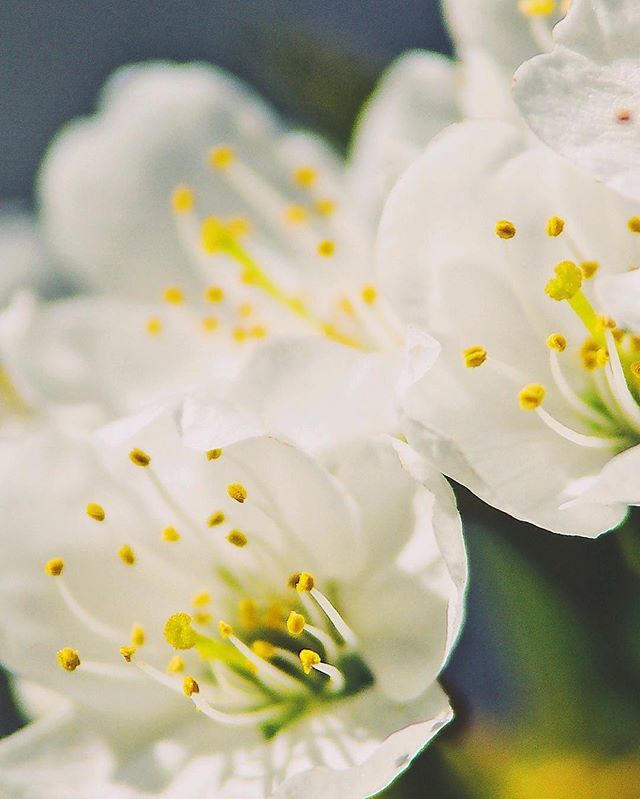 Patience - you will bloom.
•
My head says otherwise today. I just can’t shake my headache...
•
•
•
#blossom #flower #petals #springtime #plantsofinstagram #fatalframes #as_archive #whywelovenature #nature_good #nature_brilliance #flowers_super_pics #… bit.ly/2GmmmIn