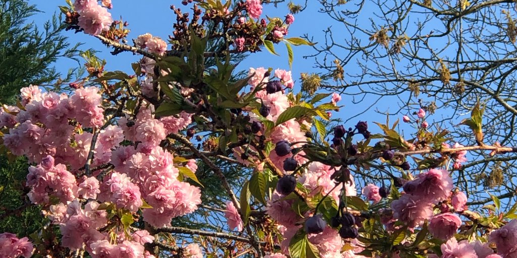 #SoberSpring 💕 my #recovered life is bursting with colour, abundance, beauty, peace, calm &amp; love of life 💕 #recovery #wedorecover #sobrietyrocks #YouGotThis #Loveyourself #recoveryispossible #soberwarriors #soberposse