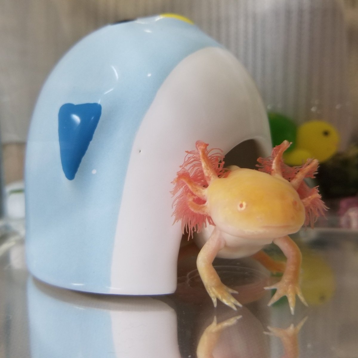 最高の動物画像 新鮮な可愛い ウーパールーパー