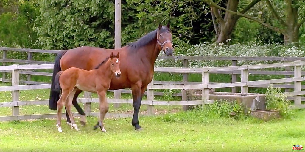 Sunday’s agenda: hang out with the horses. 

#Farm #Horses #LittleGreyFergie