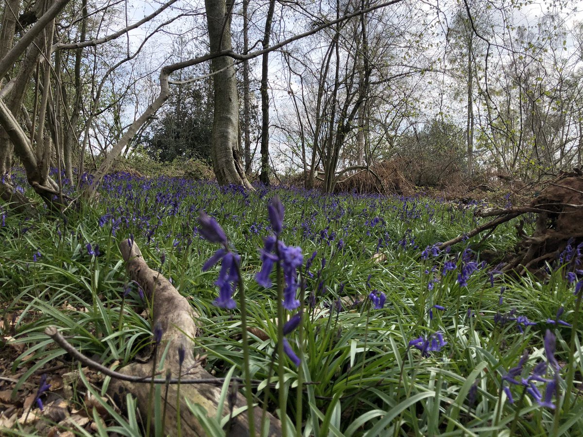 binkybunny7's tweet photo. Lovely morning for a trail run 💕 #coventryway #longruntraining https://t.co/7oAMfm1WQS