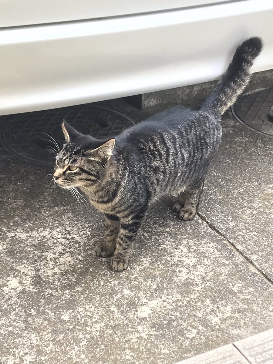 きう 拡散希望 迷い猫 捨て猫 場所 千葉県山武市 時期 19 4 11 性別 雌 柄 黒めのサバトラ 先まで 太いやや短めの尻尾 金眼 小柄でまだ１歳になる前 人馴れはしている 未保護ですが我が家の庭先に居るため様子見です 心当たりのある方はdmにて