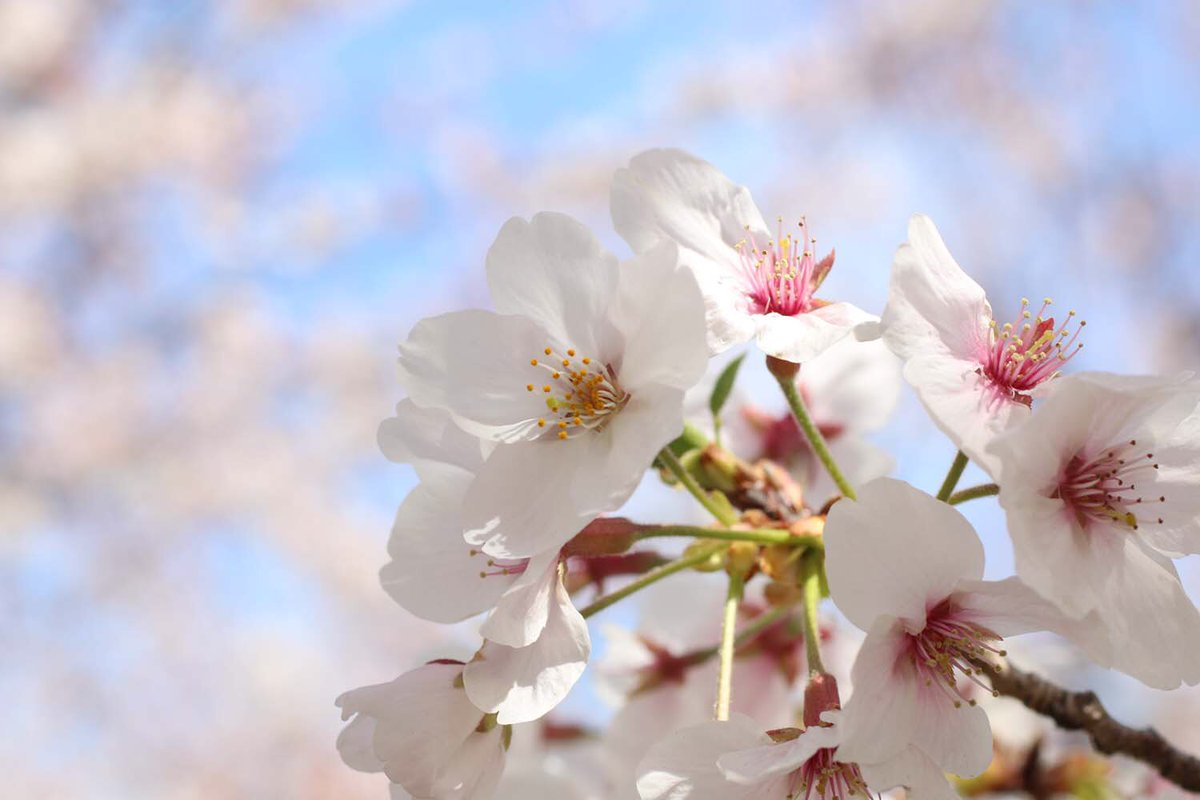 桜 が たくさん 咲い て いる 様子
