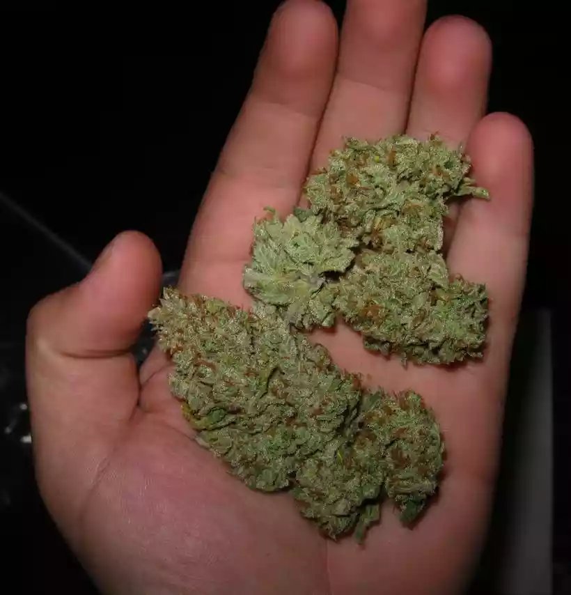 Marijuana Kolmaz - Трава Марихуана в парфюме - ОБЗОР // Fragrance Review. м...