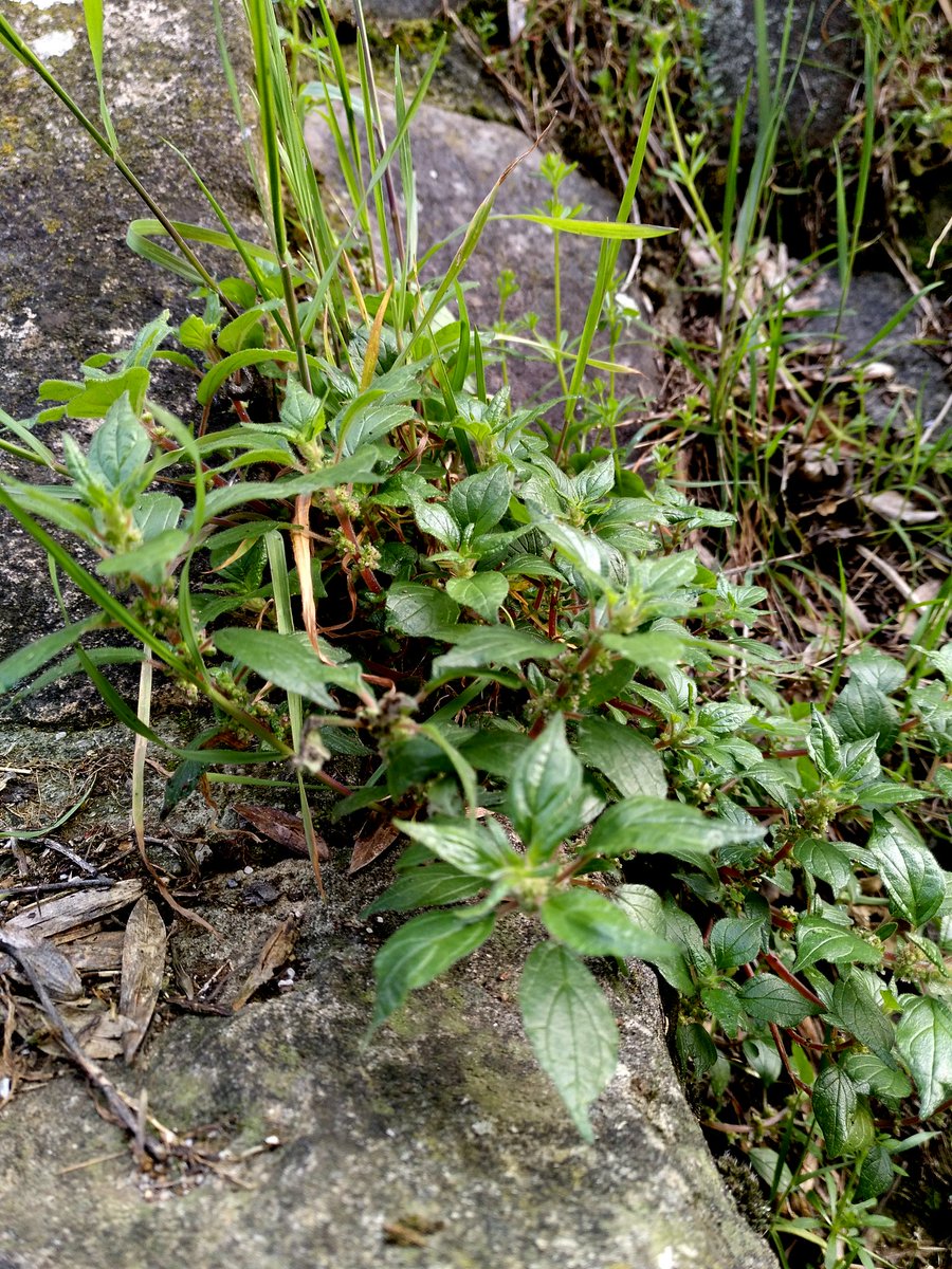 #BuenosDiasATodos
No esperéis a que os lo cuente disfrutar de este gran #Domingo, y si es en este rincón de #Liébana a nosotros nos hará un poco más felices 😉
Así está lo que nos rodea ➡ bit.ly/WebcamLiebana
#HappySunday #FelizDomingo #SundayMotivation #HostalRemoña