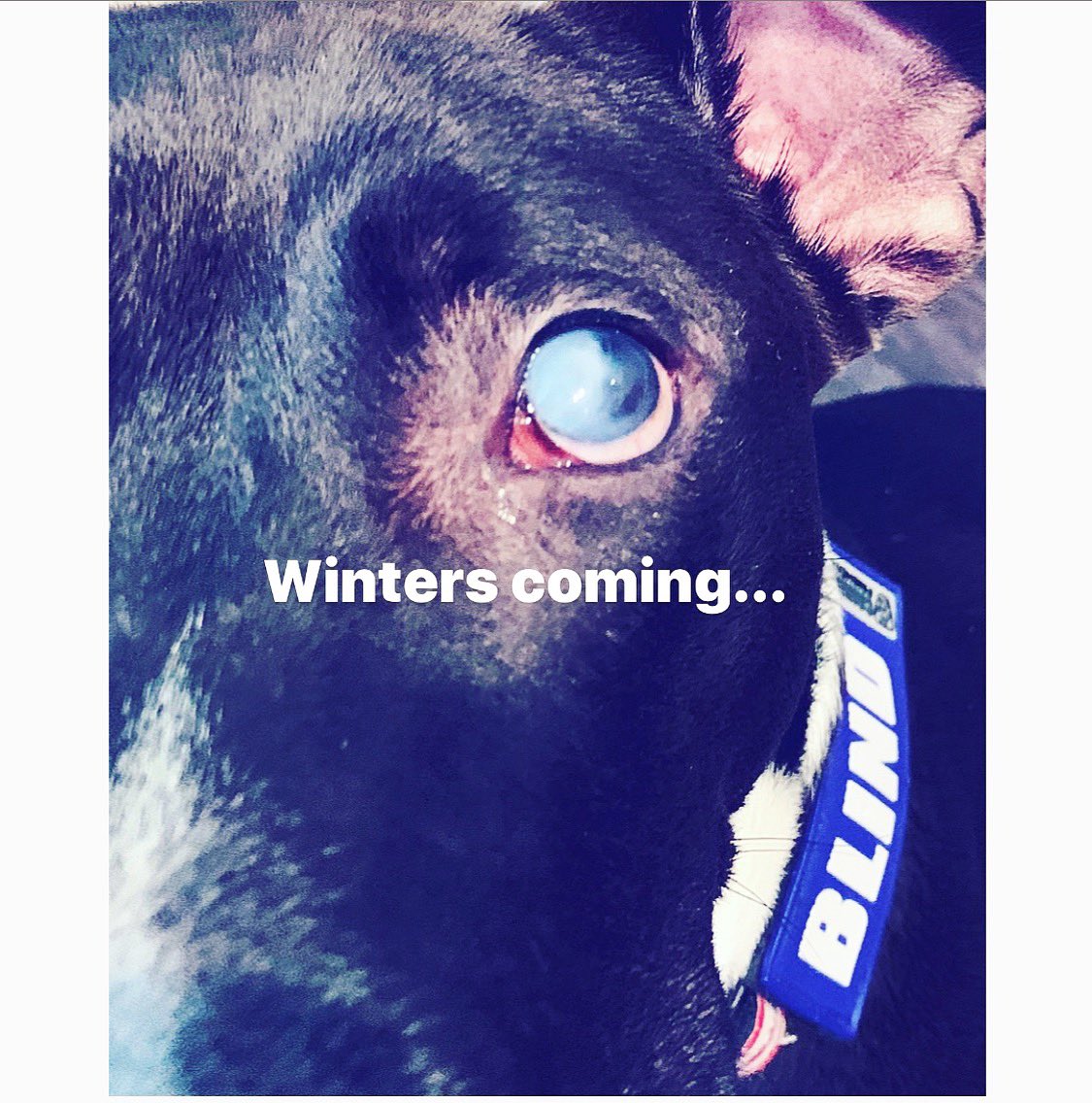 HeyItsMeSalty's tweet photo. #GameofThrones #GOT #blindogs https://t.co/frq1lRZYzh
